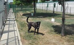 Fido, dall’abbandono alla cura