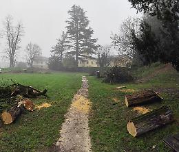 Verde pubblico, sono 200 le piante a rischio taglio
