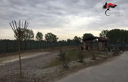 Dieci alberi rubati, 20enne denunciato per ricettazione