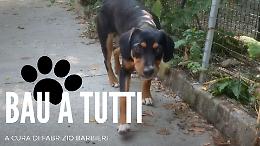 Mojito, Gigio e Camillo: tre piccoletti pieni di vitalità