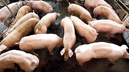 Suinicultura, Rolfi: "Serve unità di filiera"