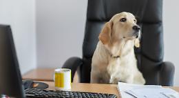 Cani in ufficio, ma i padroni li hanno lasciati a casa