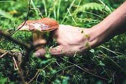 L'allarme: &laquo;Con un autunno cos&igrave; caldo sempre pi&ugrave; funghi mortali&raquo;