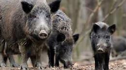 Cinghiale sulla Paullese: schianto e paura