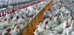 Confagricoltura ottiene altri 10 milioni di euro per le imprese
