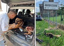 Pastore tedesco in fin di vita a bordo strada, il proprietario: "Me l'hanno ucciso"