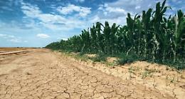 Allarme siccità, unione tra i Consorzi irrigui per evitare la calamità