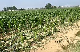 Nutrie, un flagello: &laquo;Campi devastati, intervenire subito&raquo;