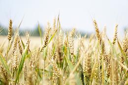 Siccità, Confagricoltura: "Prevista una riduzione dei cereali tra il 15 e il 20%"