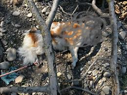 Vergogna!!! Morto un cane legato al ramo di un albero, indagano carabinieri ed Enpa