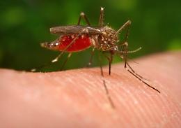 West Nile: diagnosticati i primi 2 casi in provincia di Cremona