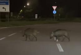 Cinghiali, incontro ravvicinato sulla via Persico