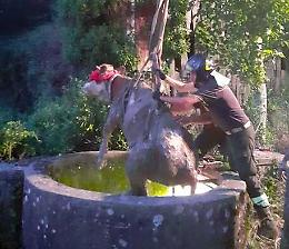 Mucca finisce in pozzo di 15 metri, salvata dai Vigili del fuoco