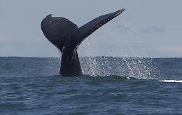 Una barca si scontra con una balena, cinque le vittime