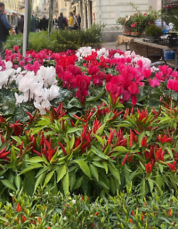 «Crema Fiori e Sapori»: la città come un set botanico