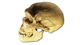 I Neanderthal erano carnivori, la scoperta grazie a una nuova tecnica