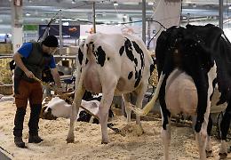 Fiere Zootecniche Internazionali, ore di mobilitazione. Domani il via col ministro