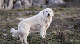 Ritrova cane scomparso sui monti dopo 4 mesi