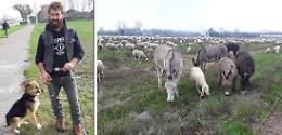 Transumanza: a Vicomoscano pecore, agnelli, asini e cani. Curiosità e tante foto