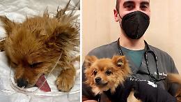 Sushi, la cagnolina sbranata e salvata: è il «miracolo» di Natale