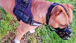 Cane con o senza la museruola, il caso arriva in Tribunale