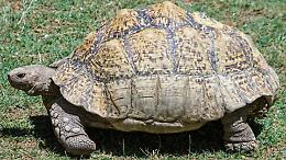 Tartaruga scomparsa, filmato il &laquo;rapitore&raquo;