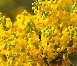 Conferenza su Melania per la festa della donna