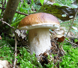 Introduzione alla micologia: funghi commestibili e funghi tossici
