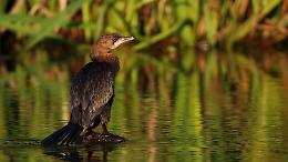 Bioblitz Lombardia 2023 alle Bine!