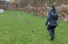 Due anatre si allontanano dal loro habitat, i vigili le riconducono alla roggia
