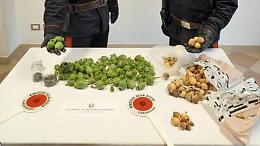 Giardino pieno di papaveri da oppio, denunciato un 20enne
