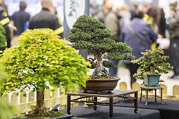 Japan Show, tutto pronto: domani porte aperte a CremonaFiere