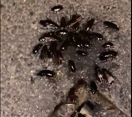 Piaga scarafaggi, il sindaco: &laquo;Anticipiamo le operazioni di bonifica&raquo;