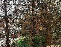 Alberi secchi in via Toffetti, Bordo: «Non sono morti di sete»