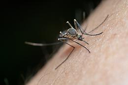 West Nile Virus, una vittima in provincia e un altro caso sospetto
