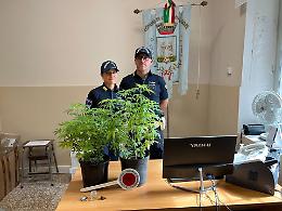 Non si ferma a un posto di blocco: in auto due piante di marijuana