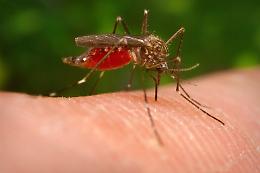 West Nile Virus, in provincia  4 persone infettate