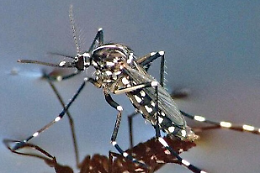 Dengue, caso asintomatico: attivate le procedure di disinfestazione straordinaria