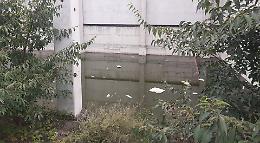 Una palude in città: nell’ex scuola di Cl tornado di zanzare