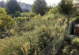 Invasi da erbacce e zanzare: «Qui la West Nile ha ucciso»