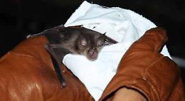 Due pipistrelli in una abitazione, recuperati e liberati dai vigili del fuoco