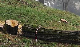 In 250  ‘condannati’ al taglio. La mappa degli alberi morti