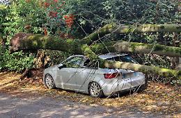 Gravi danni a causa del vento, diverse piante cadute sulle strade