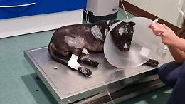 È morto il pitbull bruciato vivo a Palermo, la procura indaga