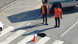Voragine sulle strisce, pedone ferito e caos in via Massarotti