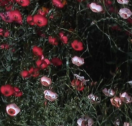 Jonas Mekas, "Requiem" in mostra nella seicentesca chiesa di San Carlo