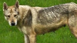Lupo cecoslovacco catturato dalla polizia provinciale