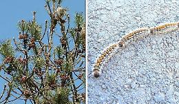 Allerta per l’insetto: uccide il pino