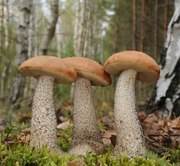 Funghi: dal bosco alla cucina, con Nicolò Oppicelli