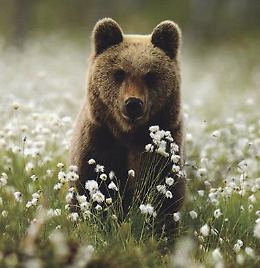 Incontro: "Convivere con l'orso?"